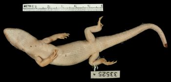 Media type: image;   Herpetology R-33525 Aspect: ventral